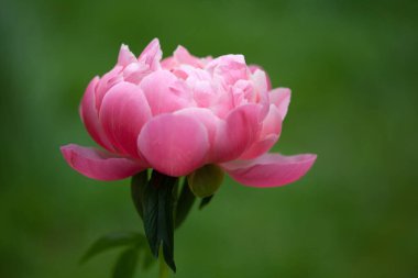 Bahçedeki pembe çiçeğin kapağını kapat, bahar mevsimi.