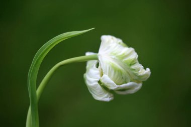 Güzel botanik fotoğrafı, doğal duvar kağıdı.