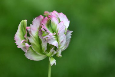 Güzel pembe bir lale çiçeğine yaklaş.