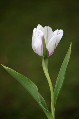 Bahçedeki doğada güzel bahar çiçekleri.