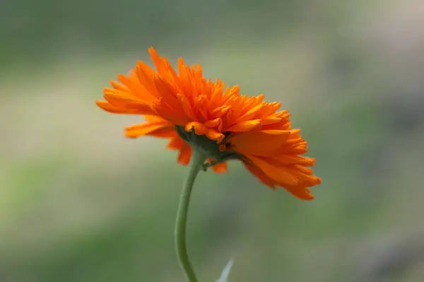 Bahçedeki güzel çiçekler