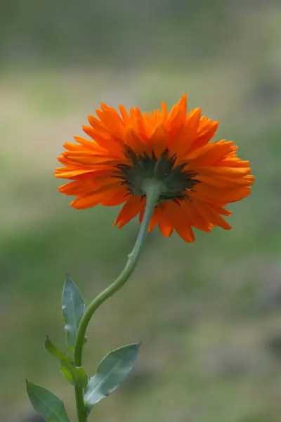 Bahçedeki portakal çiçekleri