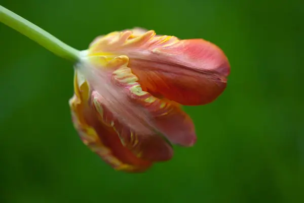 Güzel botanik fotoğrafı, doğal duvar kağıdı.