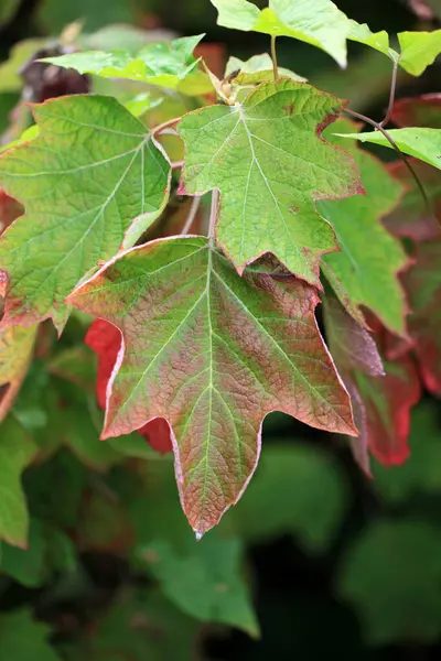 Kırmızı Akçaağaç Sonbaharda Yapraklar