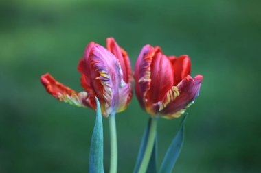 Bahçedeki kırmızı lale