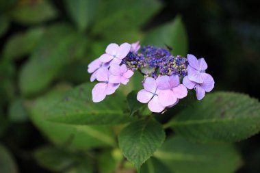 Renkli çiçeklerin arkaplan resmi, arka plan doğası