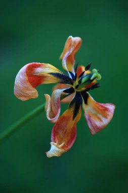 Bahçede güzel çiçekler yetişiyor, Flora.