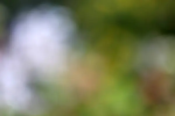 Ormandaki doğanın soyut arka planı