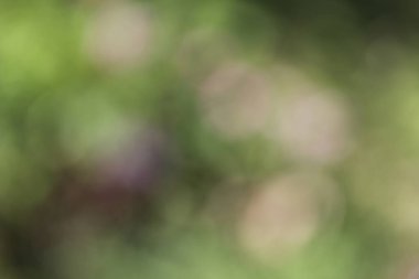 soyut bulanık yeşil arkaplan