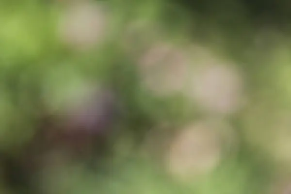 soyut bulanık yeşil arkaplan