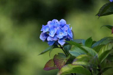 Mavi ortanca çiçekleri, yaklaşın.