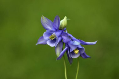 Bahçedeki mavi çiçekler