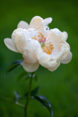 Yeşil arka planda beyaz çiçek şakayığı