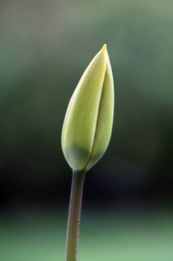 Bahçede doğal arka planı olan güzel nilüfer tomurcuğu