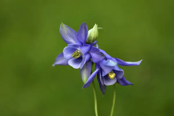 Bahçedeki mavi çiçekler