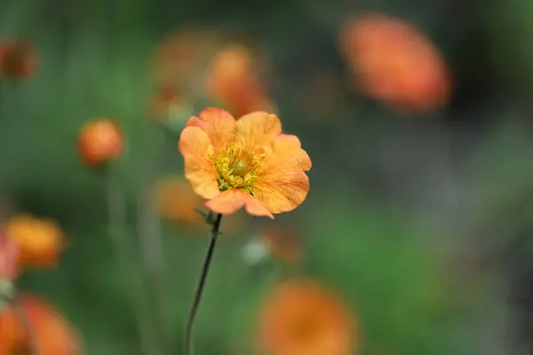 Bahçedeki güzel çiçekler