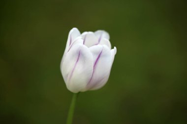 Yeşil çimlerin üzerinde beyaz lale çiçeği