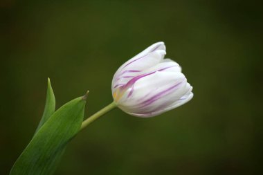 İlkbaharda doğal bir arka planda büyüyen güzel beyaz lale çiçeği. görünümü kapat.