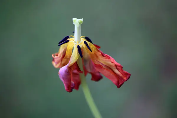 Güzel botanik fotoğrafı, doğal duvar kağıdı.