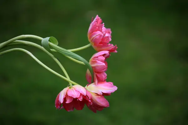 Güzel botanik fotoğrafı, doğal duvar kağıdı.