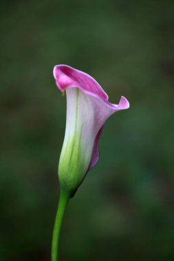 Güzel botanik fotoğrafı, doğal duvar kağıdı.