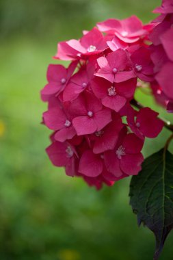 Renkli çiçeklerin arkaplan resmi, arka plan doğası