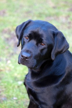 Öğleden sonra parkta Labrador Retriever 'ın portresi.