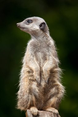 Hayvanat bahçesinde mirket