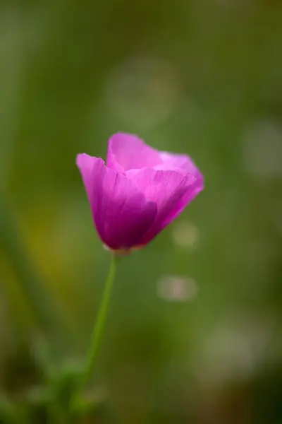 Bahçedeki güzel çiçek