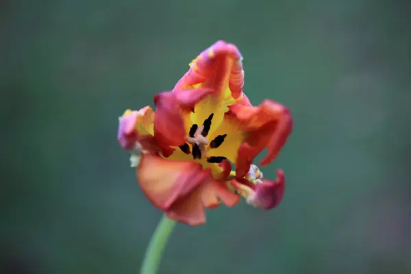 Bahçedeki kırmızı çiçek