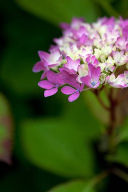 Bahçedeki güzel pembe çiçekler