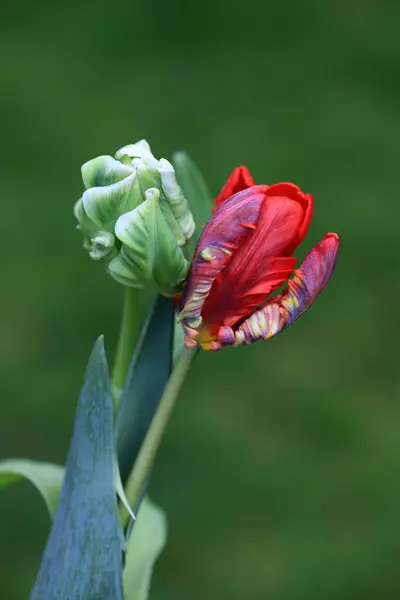 Bahçedeki kırmızı lale