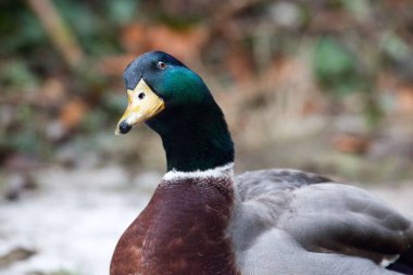 Parkta yeşil geçmişi olan bir ördeğin yakın plan portresi.