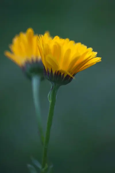 güzel çiçeklerin yakın görünümü