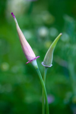 Güzel botanik fotoğrafı, doğal duvar kağıdı.