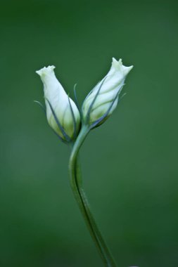 Güzel botanik fotoğrafı, doğal duvar kağıdı.