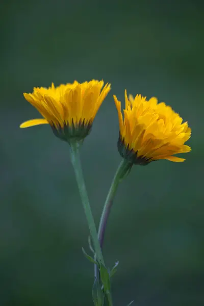 Bahçedeki sarı çiçekler