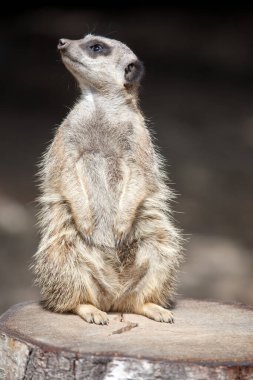 Hayvanat bahçesinde mirket