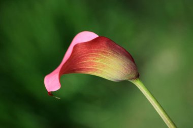 Güneşli bir günde güzel bir çiçek resmi.