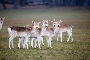 Doğadaki vahşi geyik