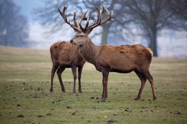 Kızıl geyik (cervus elaphus )