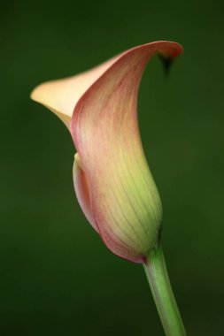 Güzel botanik fotoğrafı, doğal duvar kağıdı.