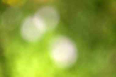 Bokeh ile bulanık yeşil arkaplan