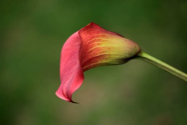 kırmızı lale çiçeği yakın görünüm