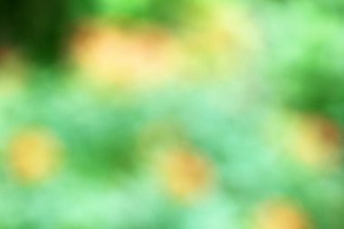 Doğal bulanık yeşil yaprakların odaklanmış soyut arkaplanı