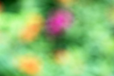 Çiçeklerin soyut bulanık arkaplanı