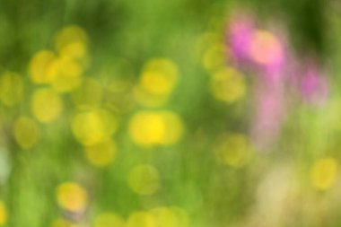 soyut bokeh ve bulanık yeşil doğa arkaplanı bahçeye girmek için bir giriş olarak kullanılır.