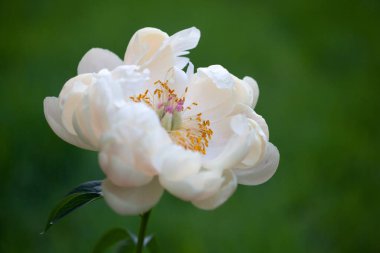 Yeşil arka planda beyaz şakayık çiçekleri