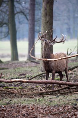 Ormanda duran kırmızı geyik (Cervus elaphus). Geyik sezonunda, boynuzlardaki boynuzlar.