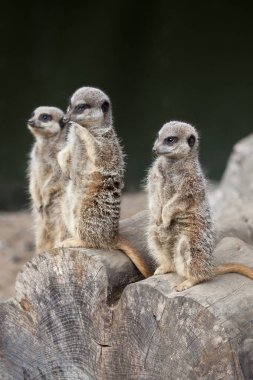 Vahşi doğada iki genç mirket.